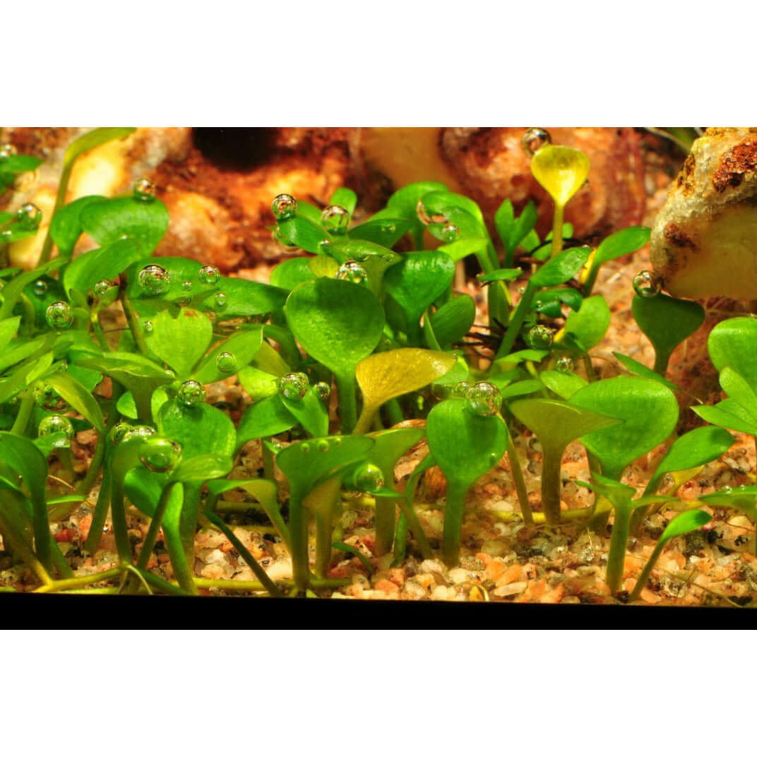 Lush green Marsilea hirsuta tissue culture plants thriving in a submerged aquarium setting.
