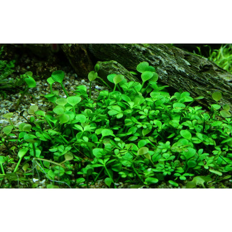 Lush green Marsilea hirsuta carpet plant thriving in aquarium substrate with decorative driftwood.