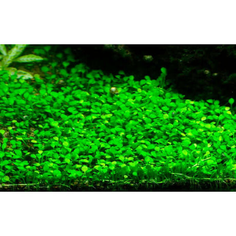 Lush green Marsilea Minuta tissue culture plants thriving in an aquarium setting. Ideal for low-light environments.