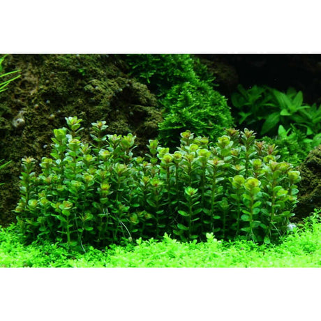 Lush Rotala indica Bonsai tissue culture plants thriving in an aquascape with green substrate.