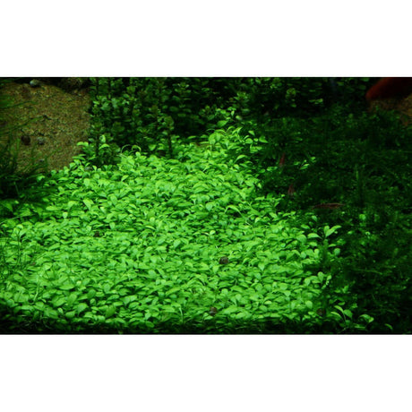 Lush green carpet of Glossostigma elatinoides in a vibrant aquarium setting, ideal for aquascaping.
