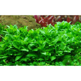 Lush green Staurogyne repens tissue culture plants thriving in an aquarium foreground.