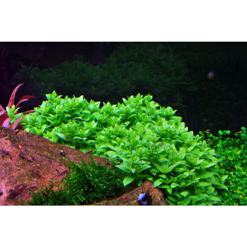 Lush green Staurogyne repens tissue culture plant thriving in an aquarium foreground.