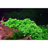 Lush green Staurogyne repens tissue culture plant thriving in an aquarium foreground.