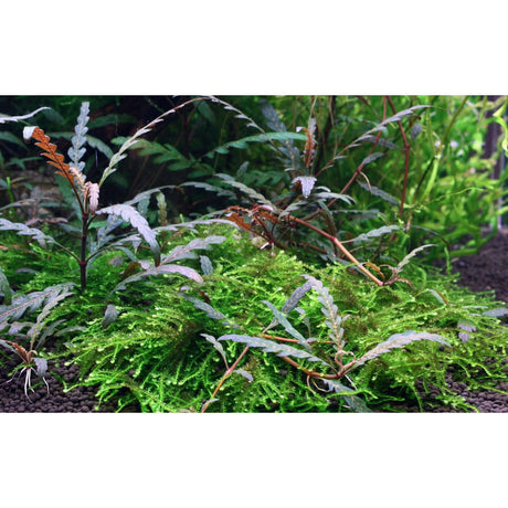 Tropica 051A Tissue Culture - Hygrophila pinnatifida showcasing lush green moss and brown, burgundy-tinged leaves in an aquarium setting.