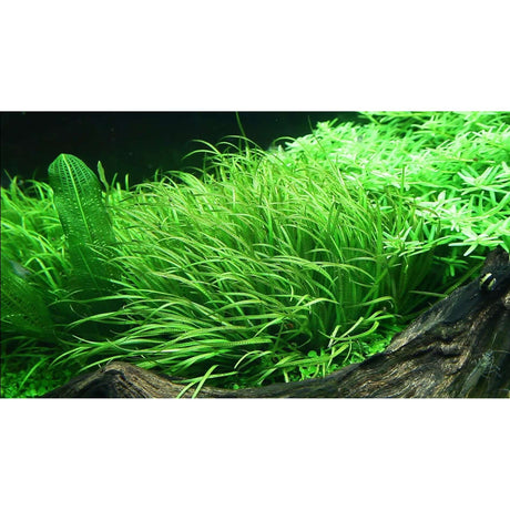 Lush green Blyxa japonica tissue culture plant in an aquarium setting, showcasing its vibrant growth and aquatic environment.