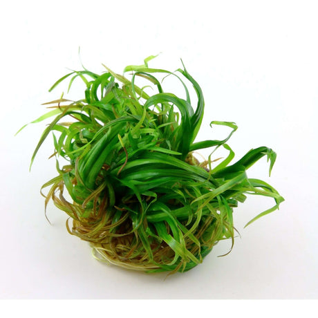 Tropica 057 Tissue Culture - Blyxa japonica, vibrant aquatic plant with lush green leaves, suitable for aquariums.