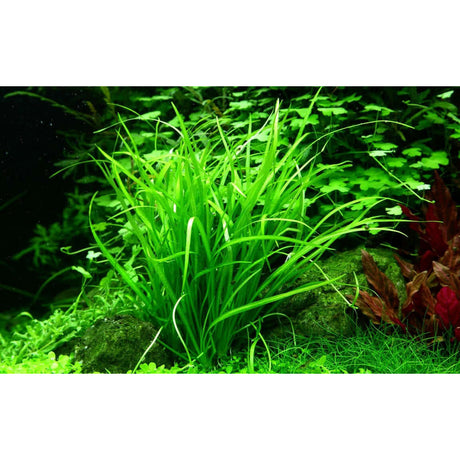 Tropica 067A Tissue Culture Helanthium Tenellum Green aquatic plant thriving in a lush aquarium environment.