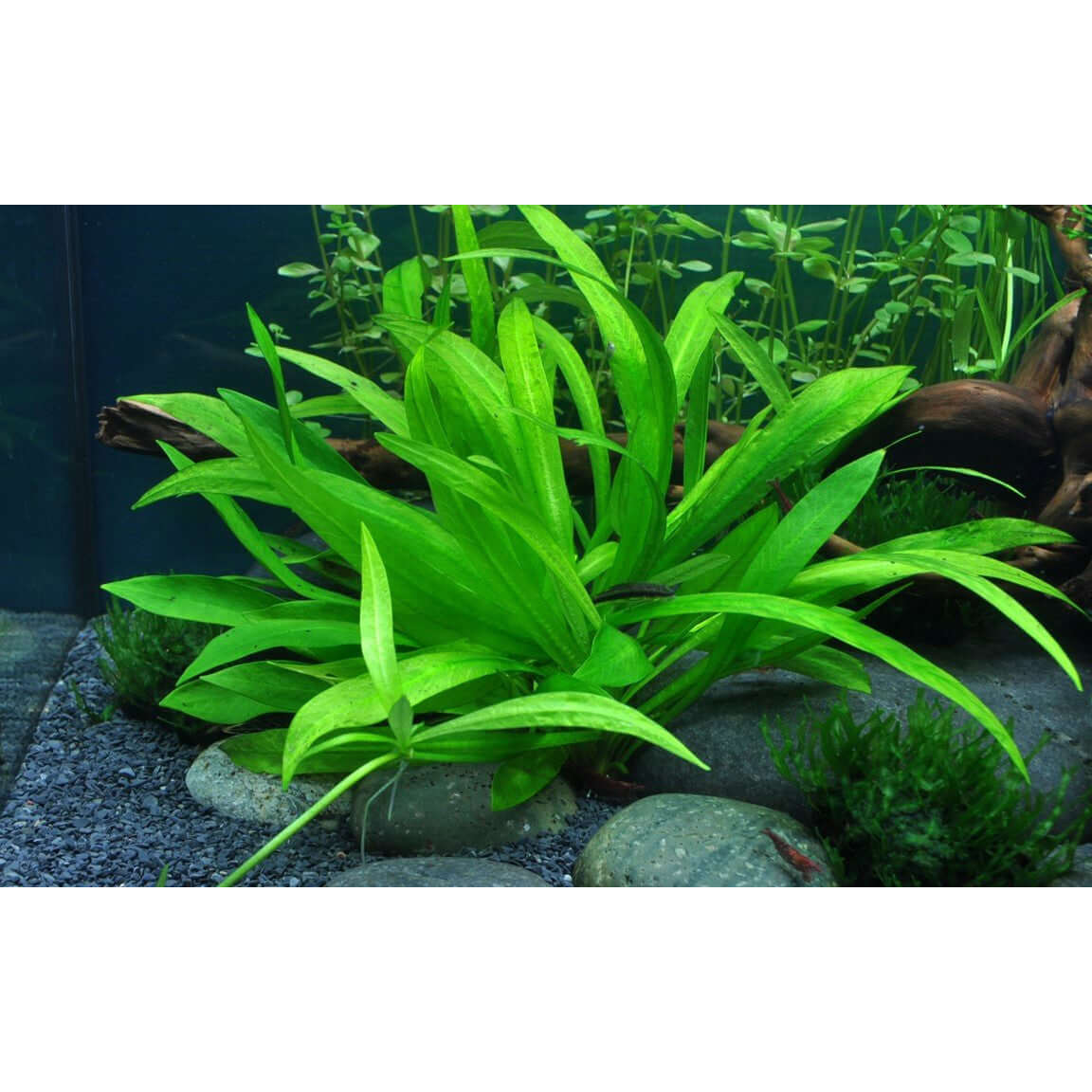 Lush green Helanthium Bolivianum Quadricostatus plant in an aquarium with rocks and gravel substrate.