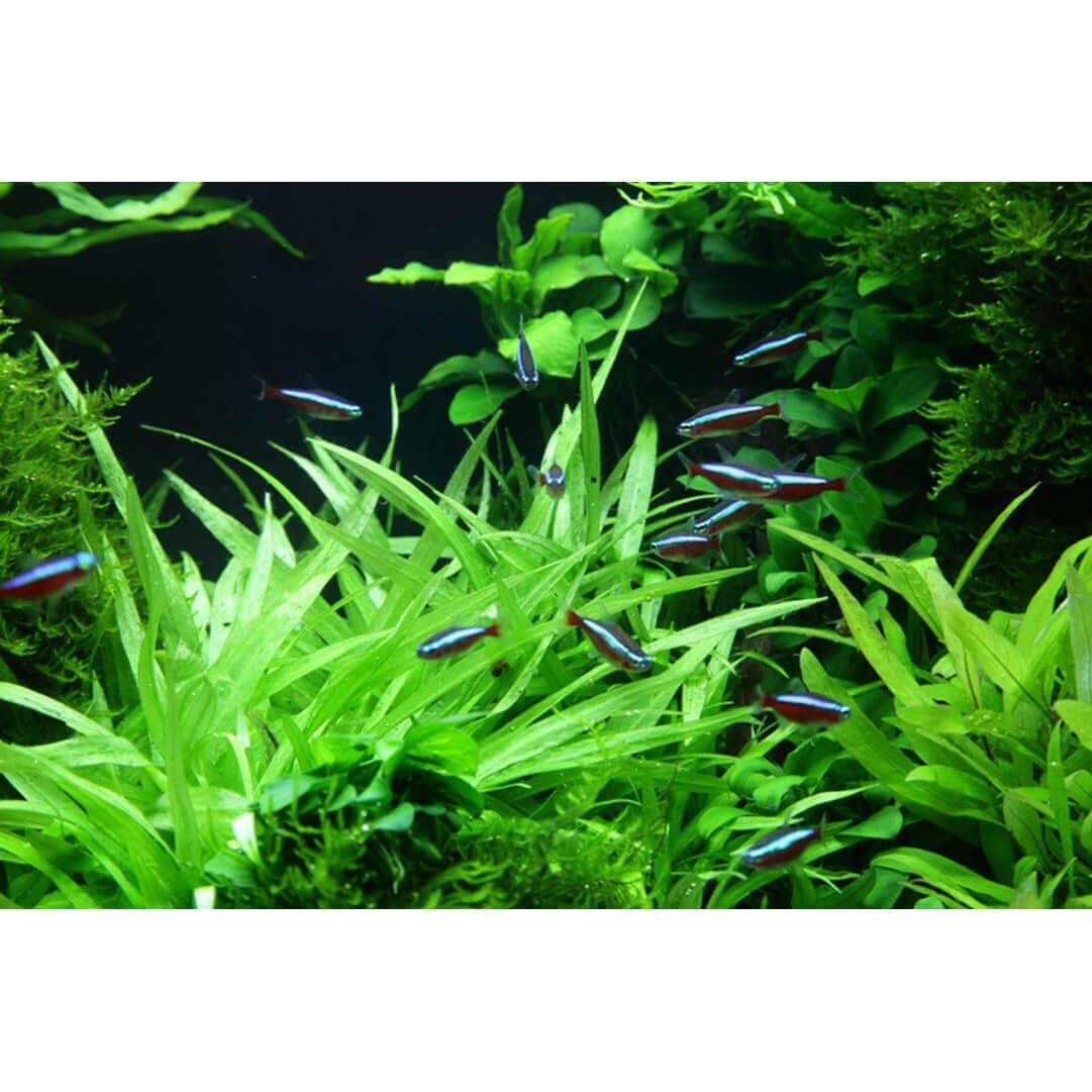Aquatic scene featuring Helanthium Bolivianum Quadricostatus with colorful fish swimming among lush green plants.