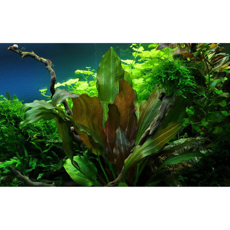 Echinodorus Reni aquarium plant, displaying vibrant green and red leaves in a lush aquatic environment.