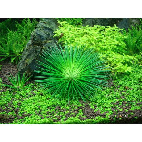 Vibrant Eriocaulon cinereum aquarium plant thriving in lush green environment with rocks and other aquatic plants.