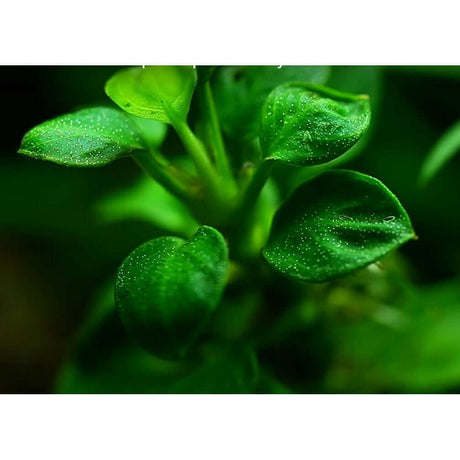 Close-up of Tropica 101B TC Anubias Barteri Mini Coin leaves, showcasing vibrant green foliage in aquatic environment.