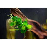 Tropica 101B TC Anubias Barteri Mini Coin aquatic plant on driftwood in aquarium setting. Limited edition tissue culture.