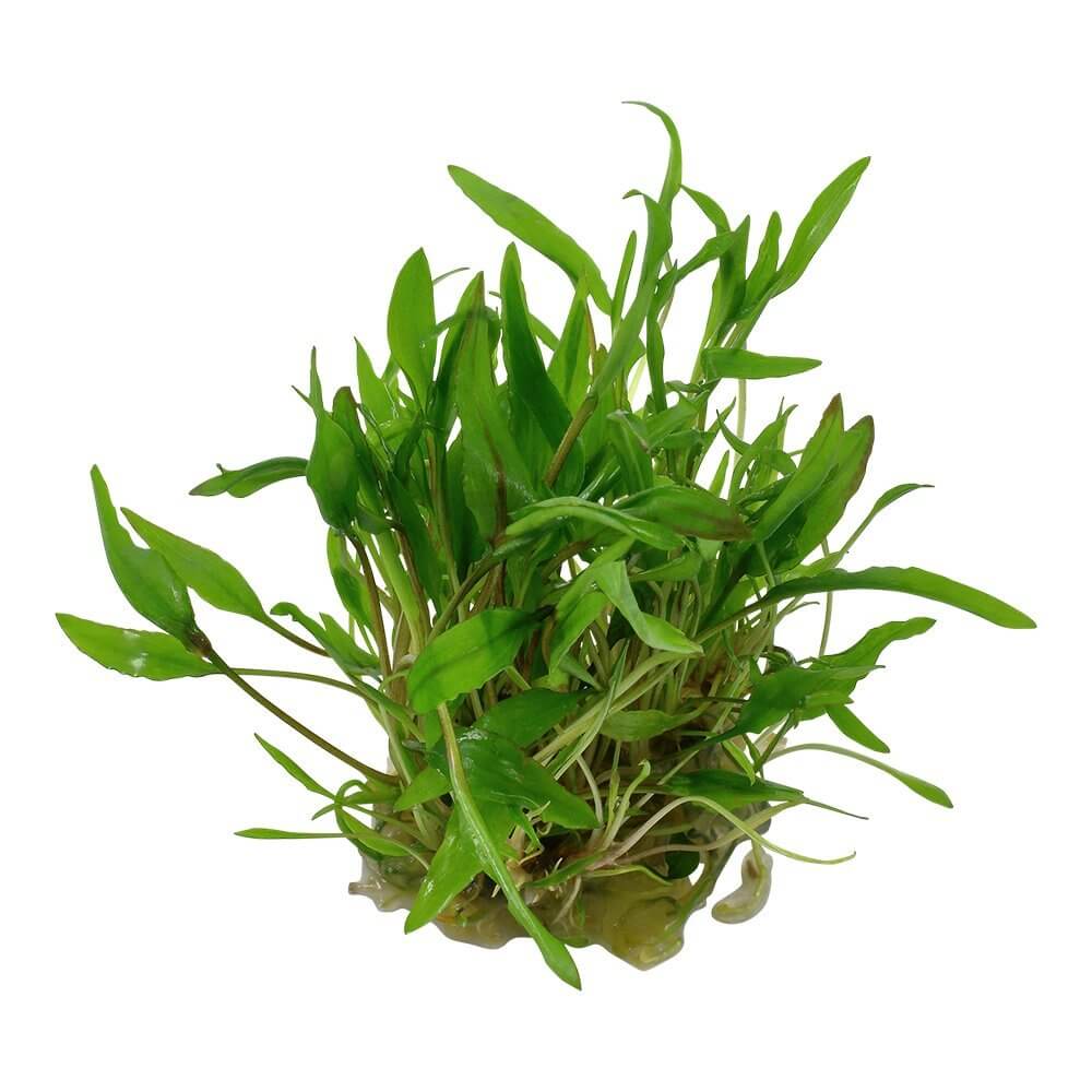 Tropica 109 Tissue Culture Cryptocoryne wendtii Green aquarium plant with lush green leaves in a closed cup.