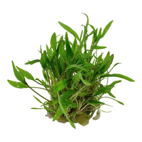 Tropica 109 Tissue Culture Cryptocoryne wendtii Green aquarium plant with lush green leaves in a closed cup.