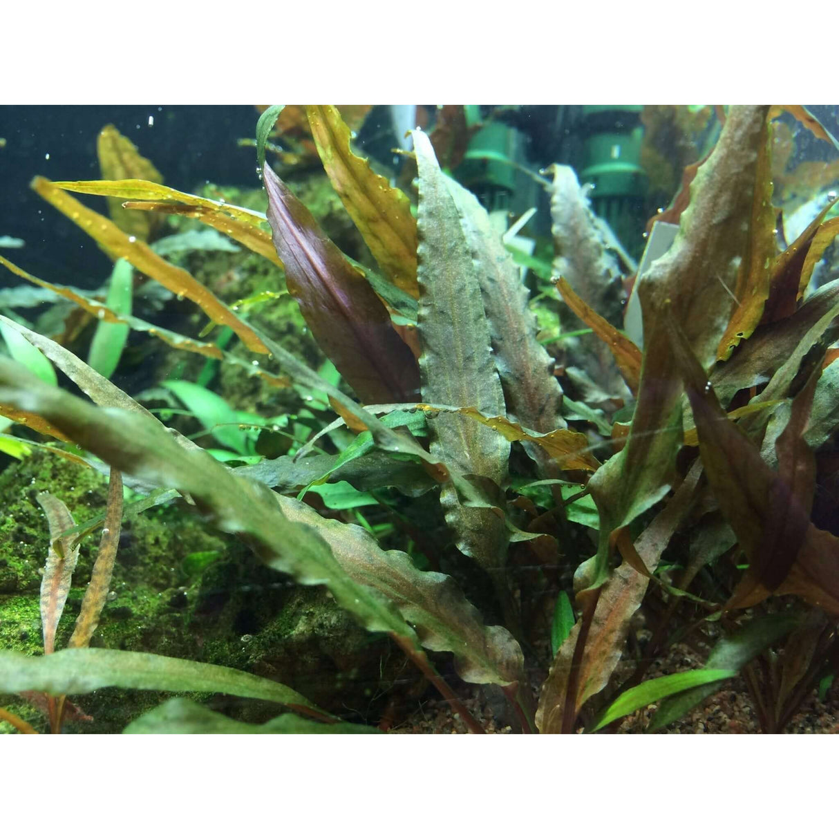 Cryptocoryne undulatus Red aquarium plant in a lush underwater setting, showcasing its vibrant red and green foliage.