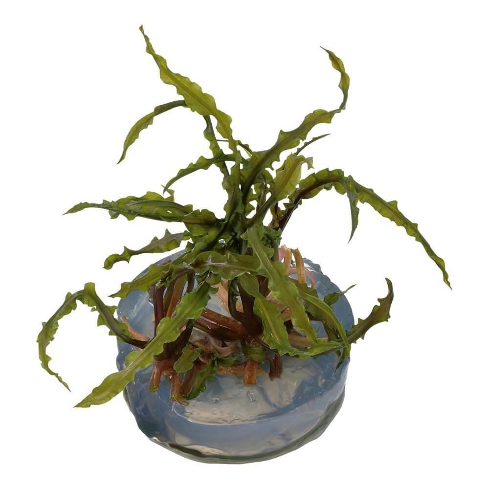 Tropica Tissue Culture Cryptocoryne crispatula in a closed cup, perfect for aquariums and shipping overnight.