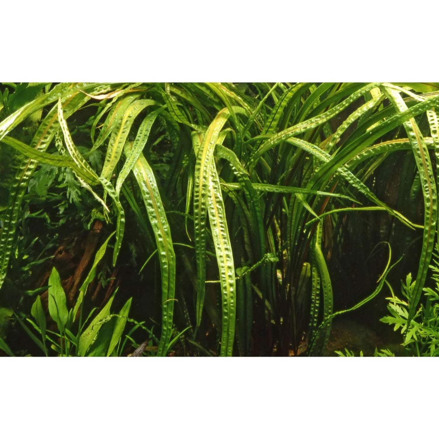 Tropica 125 Tissue Culture - Cryptocoryne crispatula plant in aquarium, showcasing lush green leaves and unique texture.