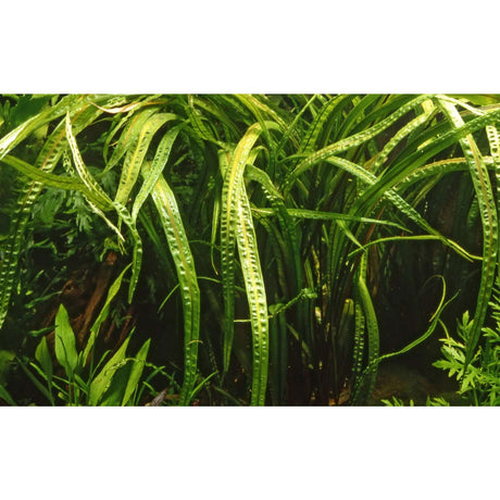 Tropica 125 Tissue Culture - Cryptocoryne crispatula plant in aquarium, showcasing lush green leaves and unique texture.