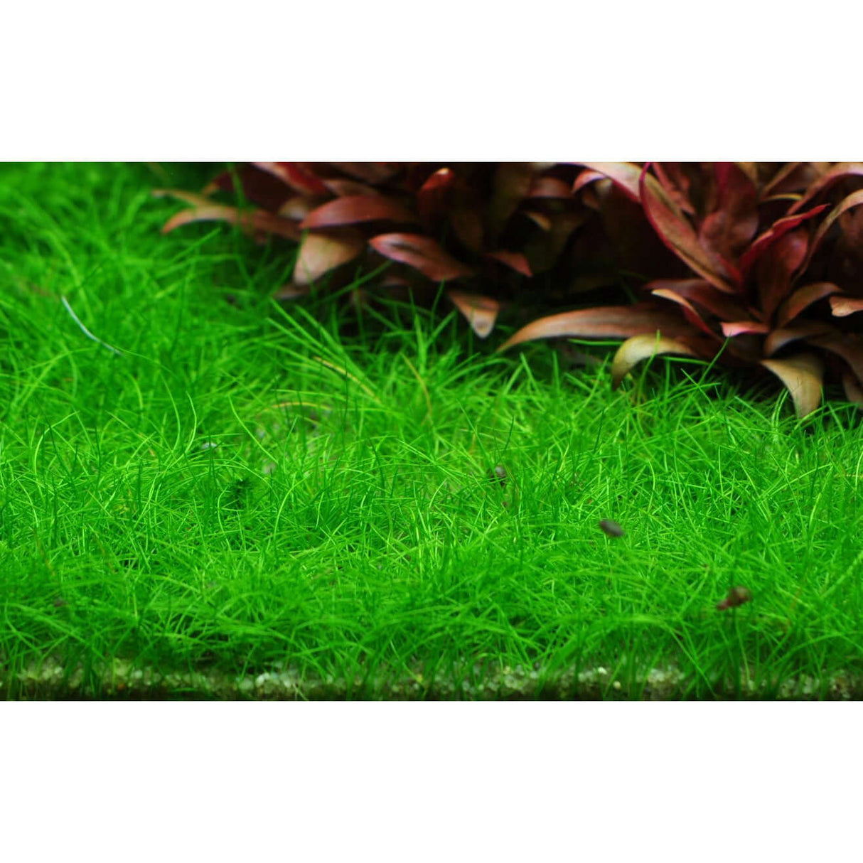 Lush green Eleocharis Pusilla aquarium plant with red foliage in the background, ideal for aquascaping.
