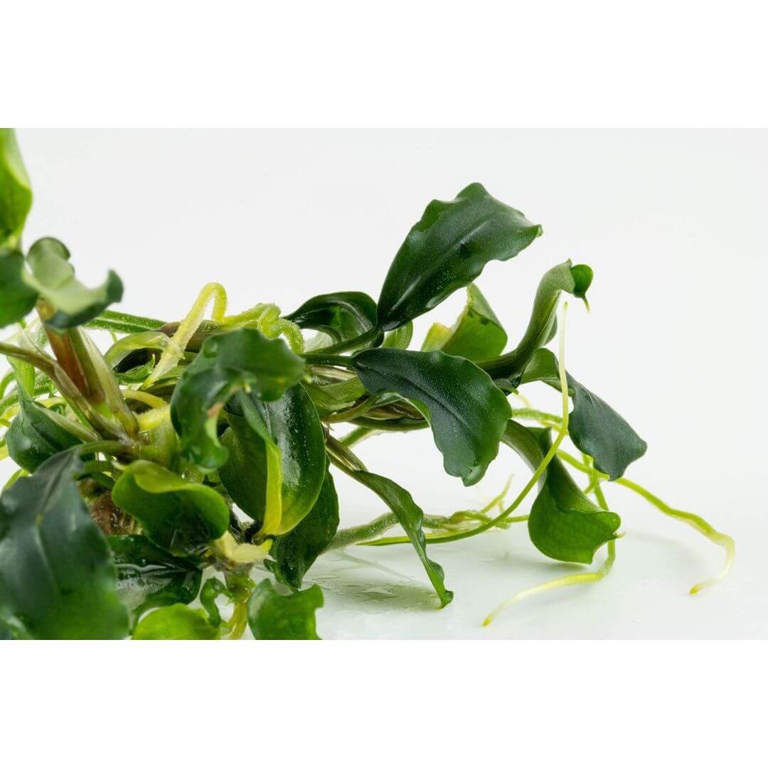 Bucephalandra pygmaea 'Bukit Kelam' tissue culture aquatic plant with vibrant green leaves for aquariums.