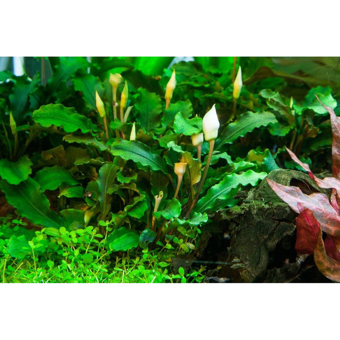 Tropica 139 Tissue Culture - Bucephalandra pygmaea Bukit Kelam - Buy Online - Jungle Aquatics