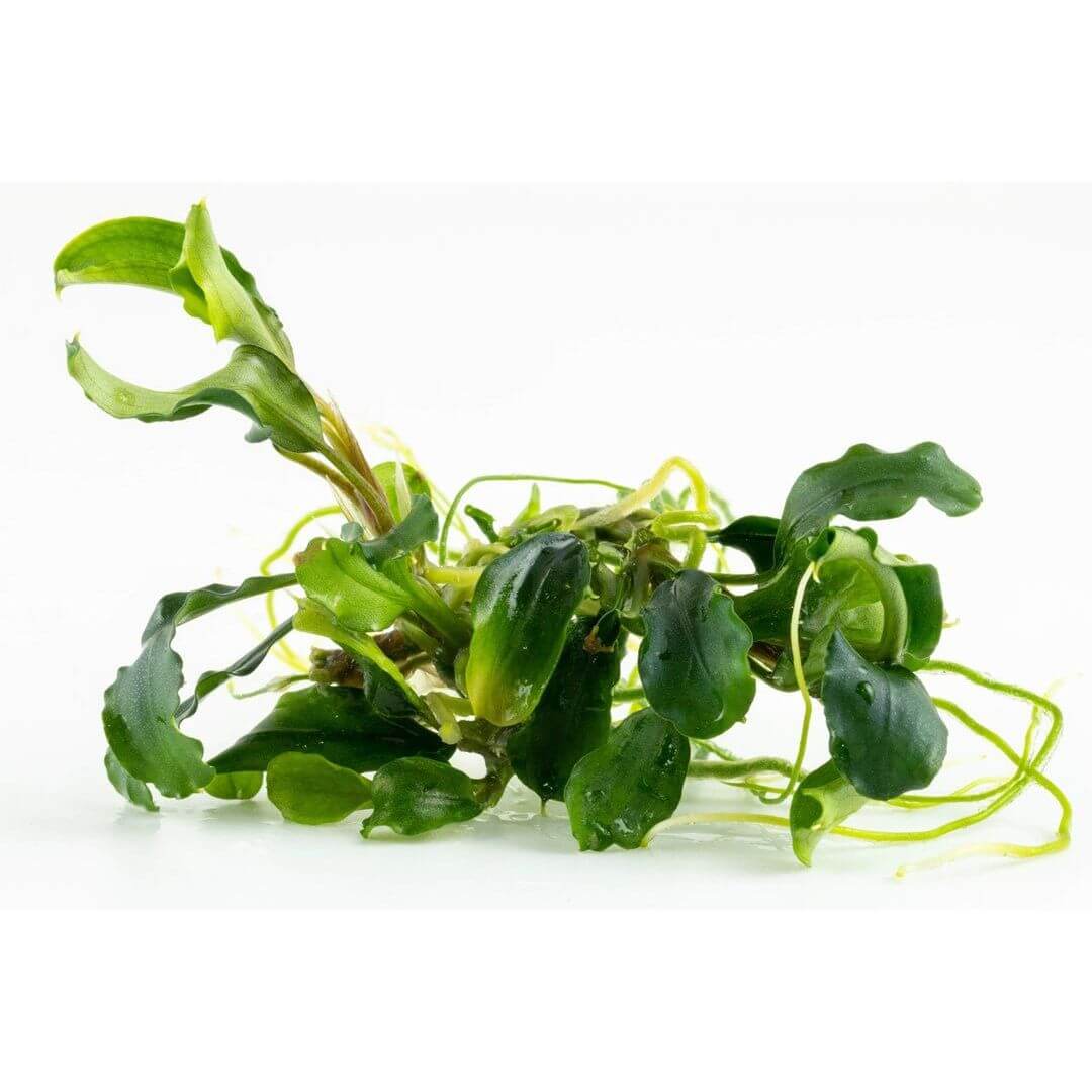 Tropica 139 Tissue Culture Bucephalandra pygmaea 'Bukit Kelam' aquatic plant with lush green leaves on a white background.