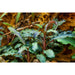 Tropica 139B Tissue Culture - Bucephalandra Kedagang - Buy Online - Jungle Aquatics