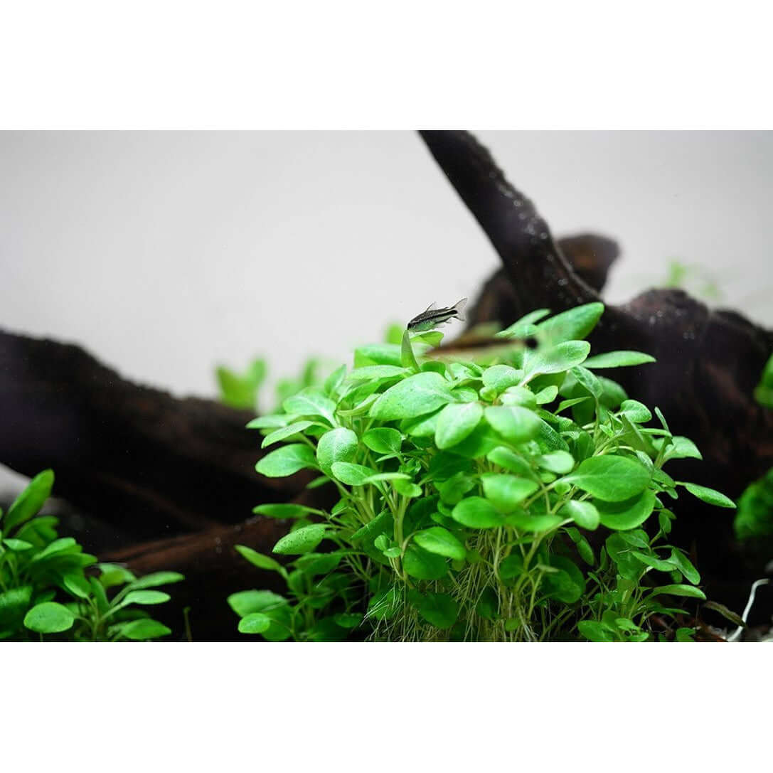 Tropica 143 Tissue Culture - Lobelia cardinalis Mini with lush green leaves against driftwood background.