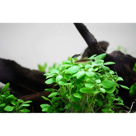 Tropica 143 Tissue Culture - Lobelia cardinalis Mini with lush green leaves against driftwood background.