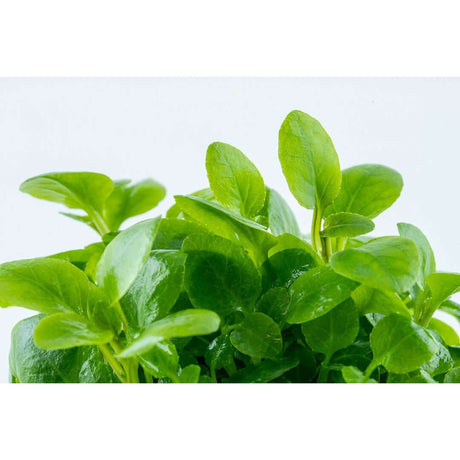 Healthy green leaves of Tropica 143 Tissue Culture - Lobelia cardinalis Mini plant.