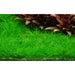 Tropica 132B Tissue Culture - Eleocharis acicularis Mini - Buy Online - Jungle Aquatics