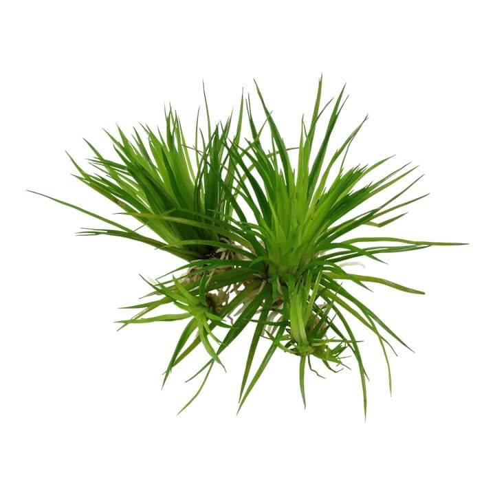 Tropica 091 Tissue Culture Eriocaulon cinereum green aquarium plant in closed cup for soft to medium-hard water.