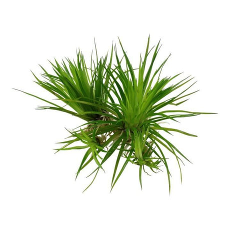 Tropica 091 Tissue Culture Eriocaulon cinereum green aquarium plant in closed cup for soft to medium-hard water.