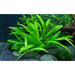 Tropica 068 Tissue Culture - Helanthium Bolivianum Quadricostatus - Buy Online - Jungle Aquatics