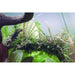 Tropica 051A Tissue Culture - Hygrophila pinnatifida - Buy Online - Jungle Aquatics
