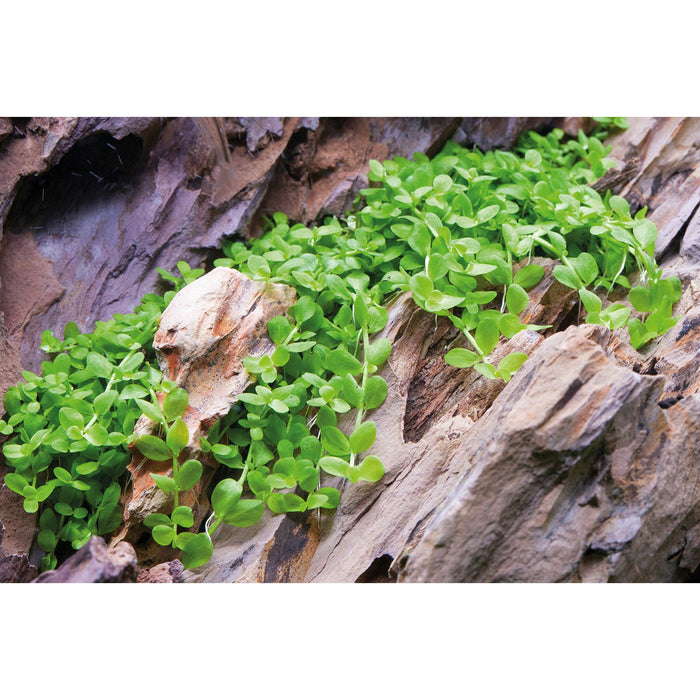 Tropica 025 Tissue Culture - Micranthemum tweediei Monte Carlo - Buy Online - Jungle Aquatics