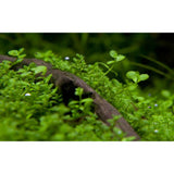 Lush green growth of Micranthemum tweediei 'Monte Carlo' tissue culture plants, thriving on a natural substrate.