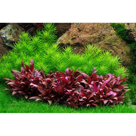Vibrant aquarium plants with red foliage and green conifer-like stems against rocky backdrop, enhancing aquatic landscape.