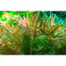 Tropica 032C Tissue Culture - Rotala rotundifolia H ra - Buy Online - Jungle Aquatics