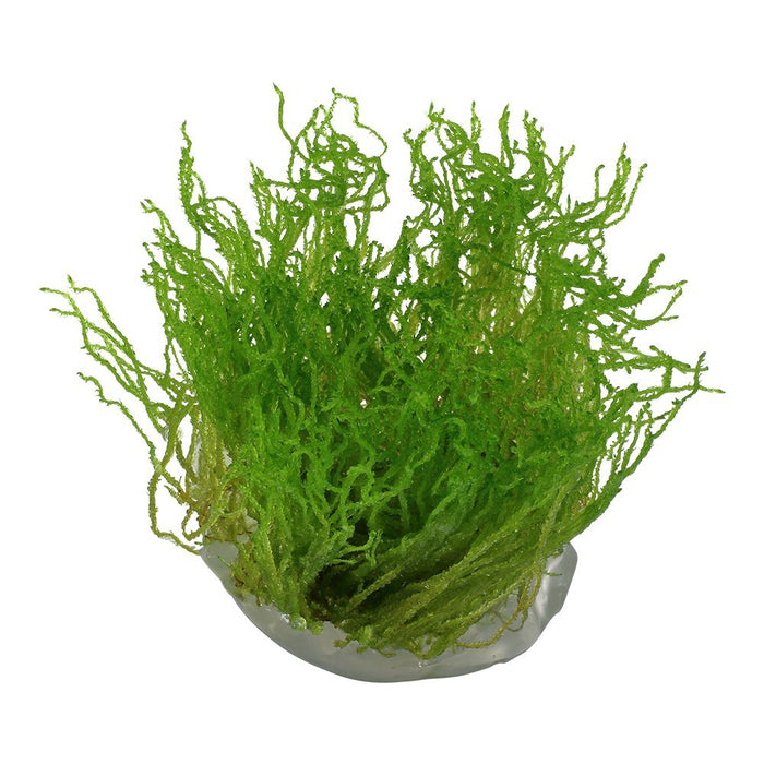 Tropica 003H Tissue Culture - Taxiphyllum Flame - Shop Online at Jungle ...