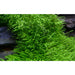 Tropica 049B Tissue Culture - Utricularia graminifolia - Buy Online - Jungle Aquatics