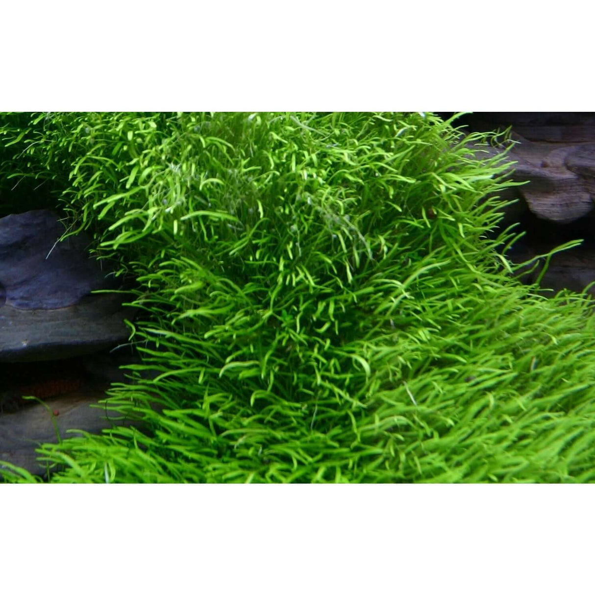 Lush green Utricularia graminifolia tissue culture plant, ideal for aquariums and water gardens.