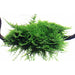 Tropica 003A Tissue Culture - Vesicularia montagnei Christmas - Buy Online - Jungle Aquatics
